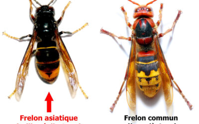 Guêpes et frelons asiatiques